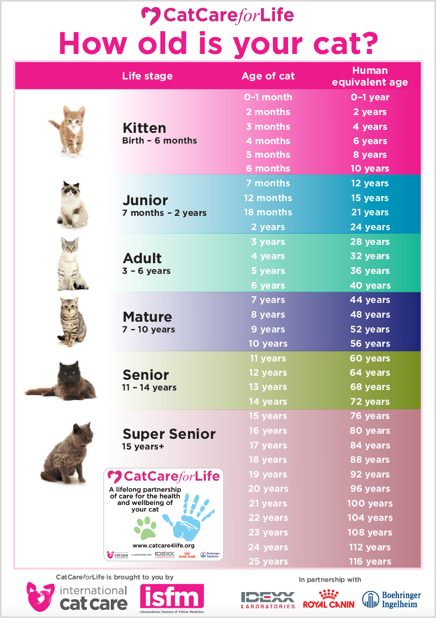 How long do cats live?, Cat life stages
